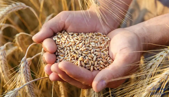 Pakistan imposes ‘ban’ on wheat imports