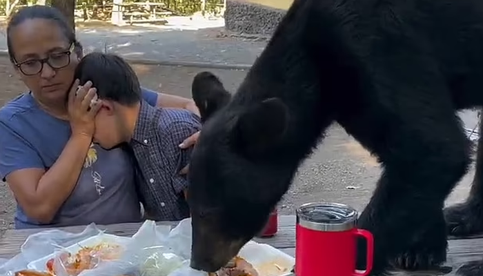 Remarkably calm family faces black bear intruding on picnic in Mexico