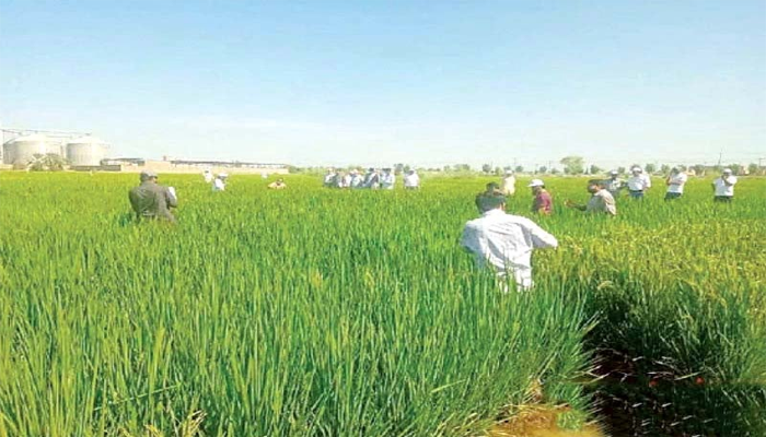 Expected 40% surge in rice exports signals growth in the industry