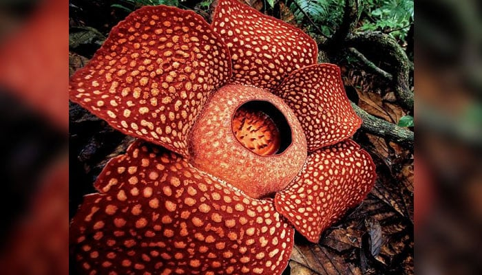 Rafflesia, the world's largest flower, nearing extinction - Scientists' concerns revealed